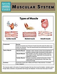 Muscular System (Speedy Study Guide) (Paperback)