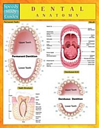 Dental Anatomy (Speedy Study Guides) (Paperback)