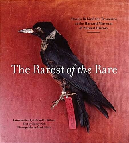 Rarest of the Rare: The Stories Behind the Harvard Museum of Natural History (Paperback)