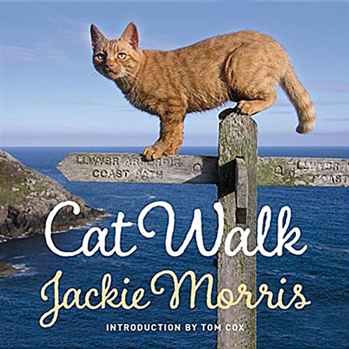 Cat Walk (Hardcover)