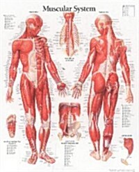 Muscular System Male Chart: Wall Chart (Other)
