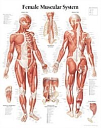 Muscular System Female Chart: Laminated Wall Chart (Loose Leaf)