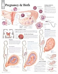 Pregnancy & Birth Chart: Laminated Wall Chart (Other)