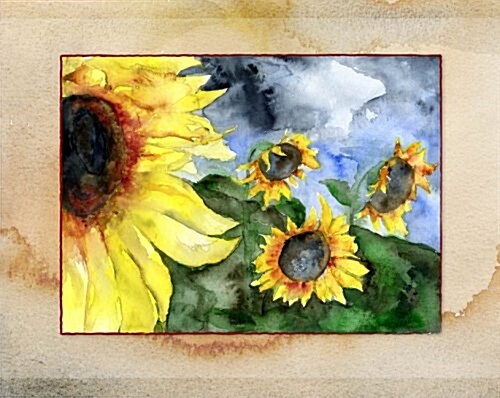 Sunflowers Sketch Book (Paperback, Spiral)
