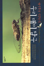 (매미박사 이영준의)우리 매미 탐구=Cicadas of Korea