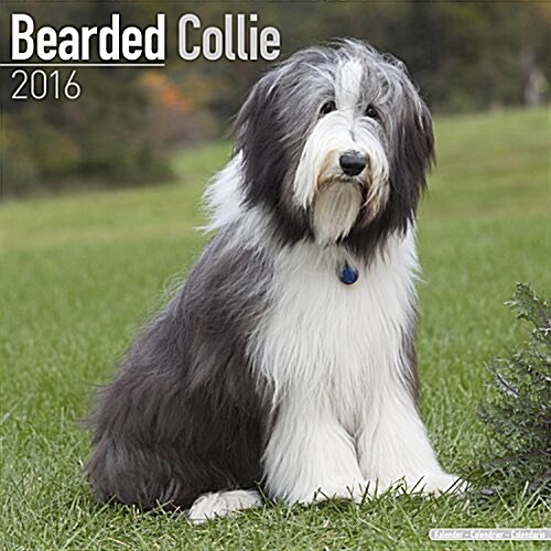 Bearded Collie Calendar 2016 (Calendar)