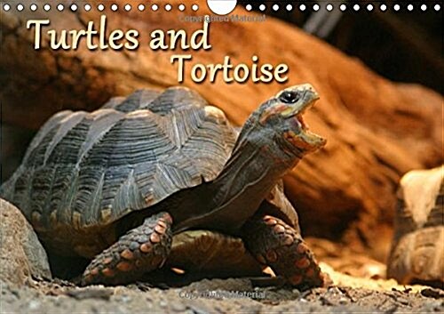 Turtles and Tortoise / UK-Version : Beautiful Photos of Turtles on Land and Water (Calendar, 2 Rev ed)