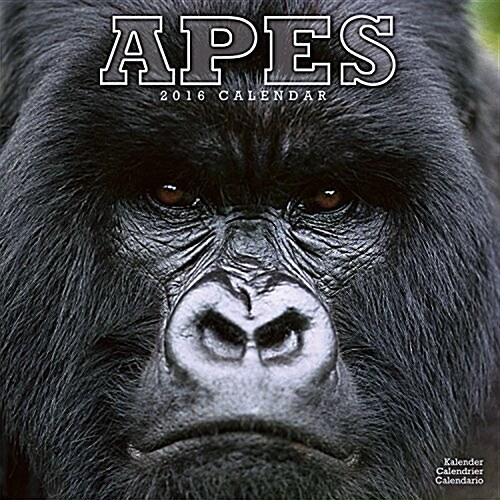 Apes Calendar 2016 (Calendar)