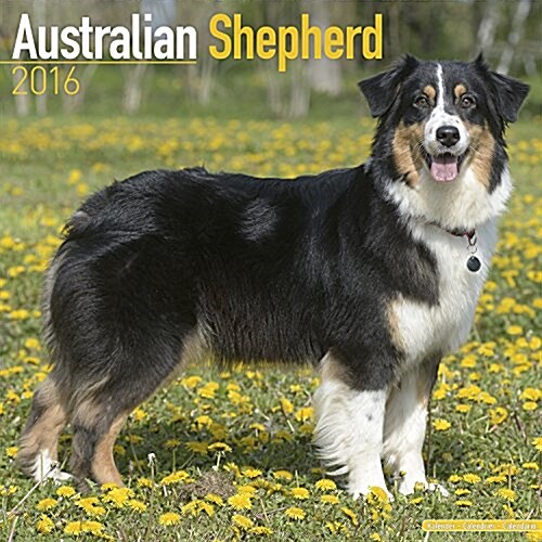 Australian Shepherd Calendar 2016 (Calendar)