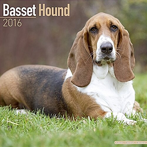 Basset Hound Calendar 2016 (Calendar)