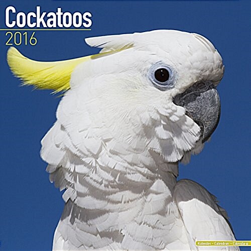 Cockatoos Calendar 2016 (Calendar)