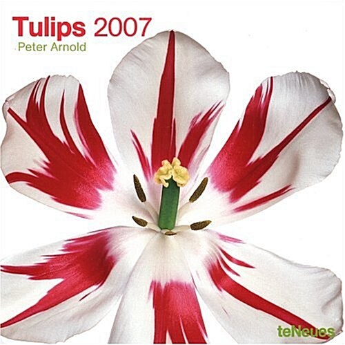 Tulips 2007 (Calendar)