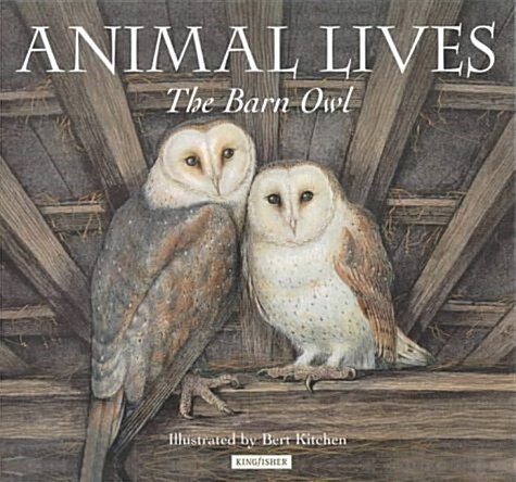 Barn Owl (Paperback)