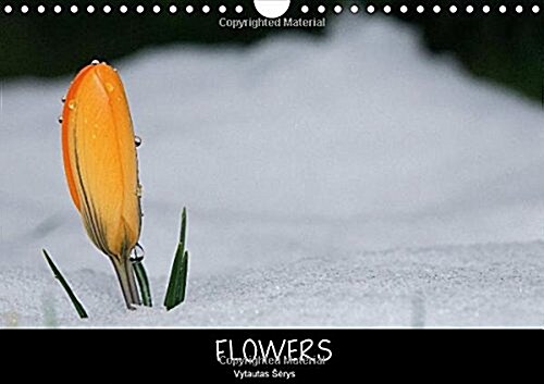 Flowers / UK-Version : 13 Breathtaking Flower Photographs to Brighten Your Day. (Calendar, 2 Rev ed)