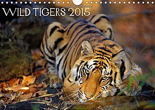 Wild Tigers 2015 : Stunning Images of Wild Tigers in India (Calendar)