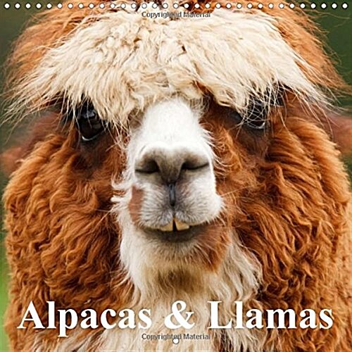 Alpacas & Llamas : Beautiful Animals of South America (Calendar)