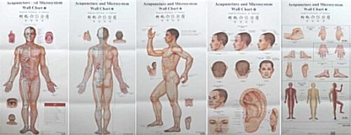 Acupuncture and Microsystem Wall Chart (Chart, 1st, Wall)