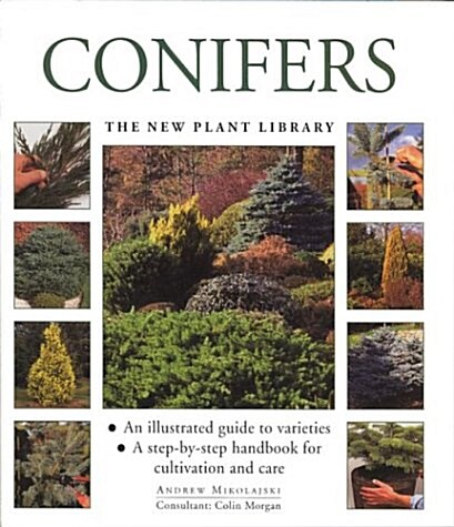 Conifers (Paperback)