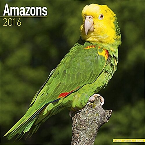Amazons Calendar 2016 (Calendar)