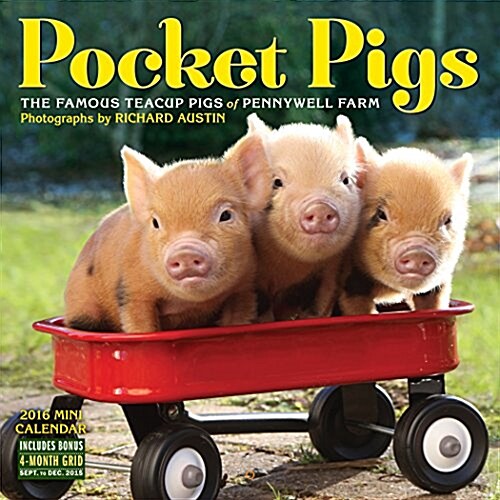 Pocket Pigs (Wall, 2016, Mini)