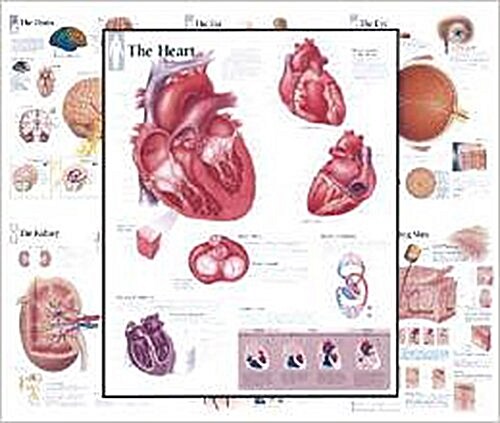 Body Organ Wall Chart Set of 7 (Other)