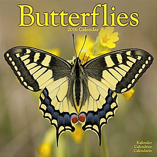 Butterflies Calendar 2016 (Paperback)