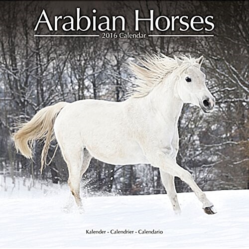 Arabian Horses Calendar 2016 (Calendar)