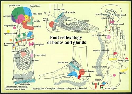 Foot Reflexology of Bones & Glands (Poster)