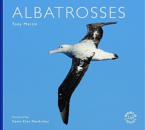 Albatrosses (Paperback)