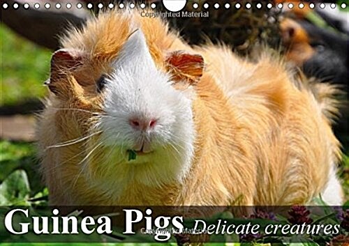 Guinea Pigs Delicate Creatures : Guinea Pigs are Sociable and Inquisitive Animals (Calendar)