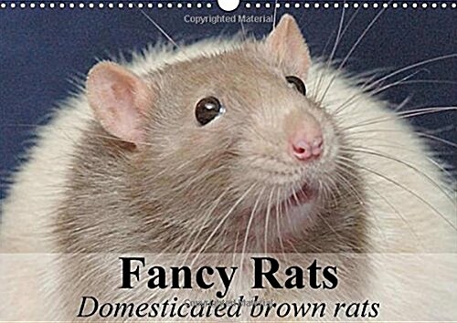 Fancy Rats Domesticated Brown Rats : Curious, Intelligent and Always Up for Some Fun (Calendar)