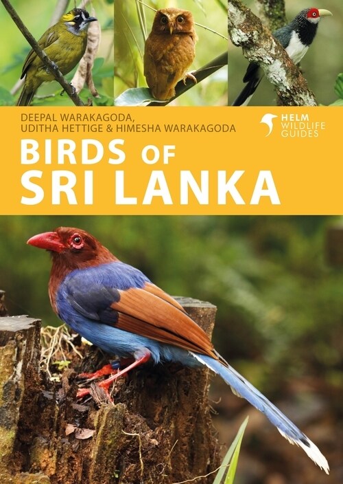 Birds of Sri Lanka (Paperback)