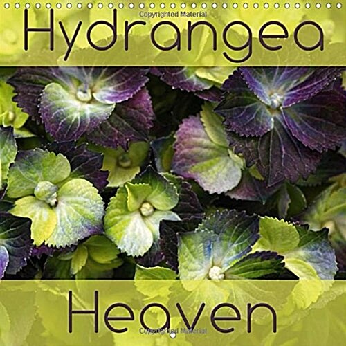 Hydrangea Heaven : Enjoy Close-Up Portraits of Heavenly Hydrangeas (Calendar)