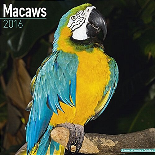 Macaws Calendar 2016 (Calendar)