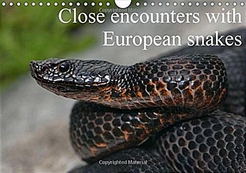 Close Encounters with European Snakes : Portraits of European Snakes (Calendar, 2 Rev ed)