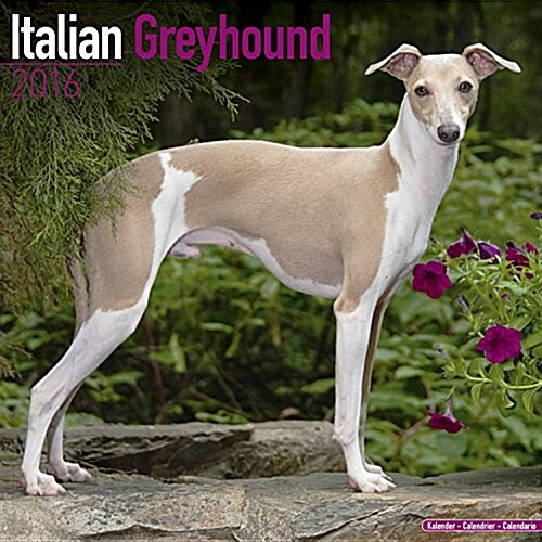 Italian Greyhound Calendar 2016 (Calendar)