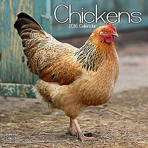 Chickens Calendar 2016 (Calendar)