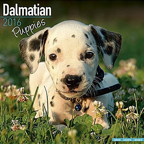 Dalmatian Puppies Calendar 2016 (Calendar)