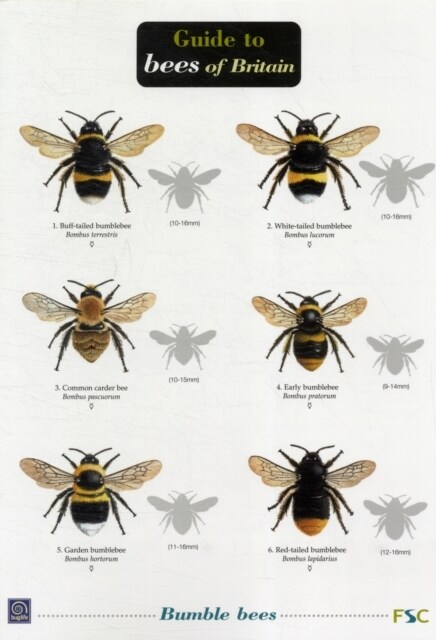 Bees of Britain (Miscellaneous print)
