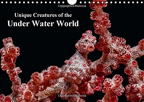 Unique Creatures of the Under Water World : Underwater Photographs of Unique and Colorful Sea Creatures (Calendar)