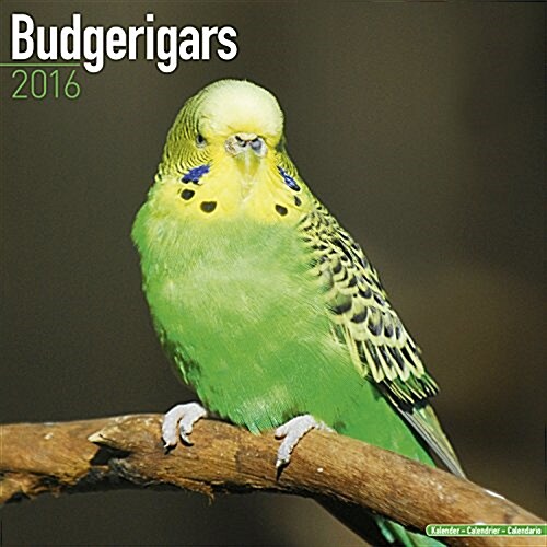 Budgerigars Calendar 2016 (Calendar)