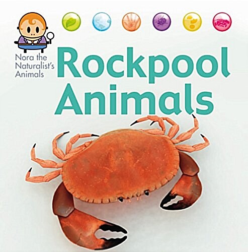 Nora the Naturalists Animals: Rock Pool Animals (Hardcover, Illustrated ed)