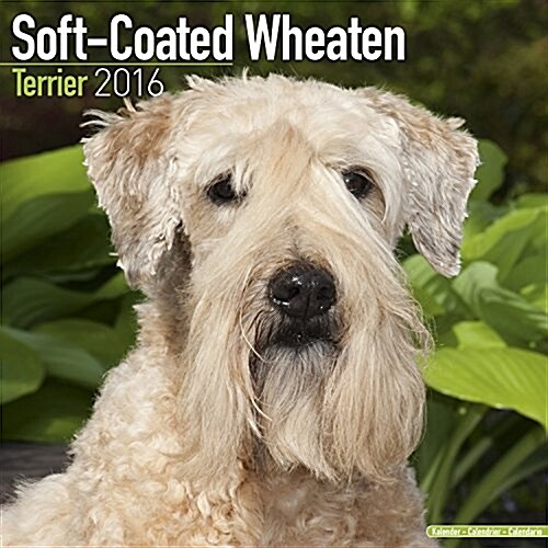 Soft Coated Wheaten Terrier Calendar 2016 (Calendar)