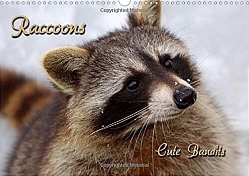 Raccoons / UK-Version : Cute Bandits (Calendar, 2 Rev ed)