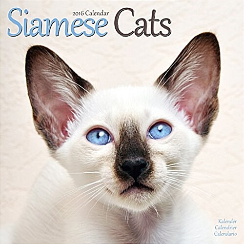 Siamese Cats Calendar 2016 (Calendar)