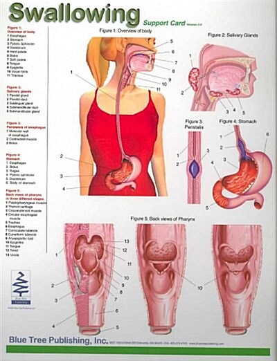 Swallowing Support Card Version 2.0 (DVD, Cards, 1st)