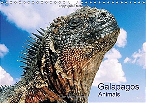 Galapagos Animals : Galapagos Animals (Calendar, 3 ed)
