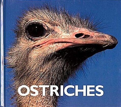 Ostriches (Library)
