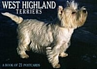 West Highland Terriers (STY, POS)