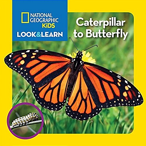 National Geographic Kids Look and Learn: Caterpillar to Butterfly (Board Books)